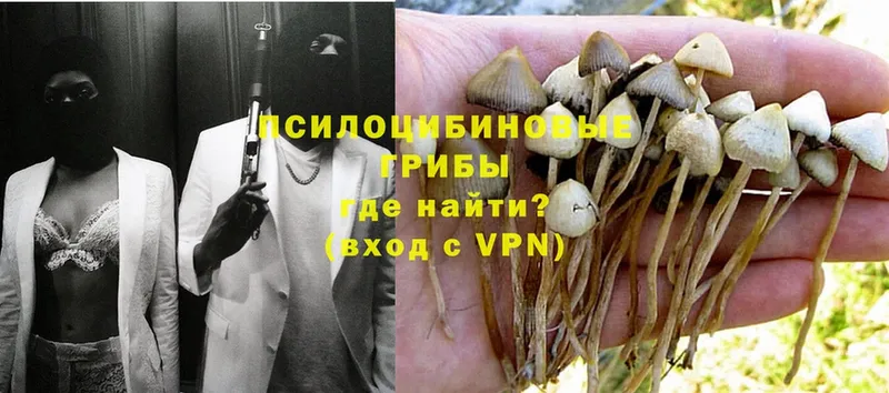 закладки  Перевоз  Галлюциногенные грибы Magic Shrooms 